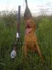 Foto de Del Gyval Chacs (criadero Braco Hungaro Magyar Vizsla) perros de